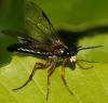 Tenthredo rubricoxis
